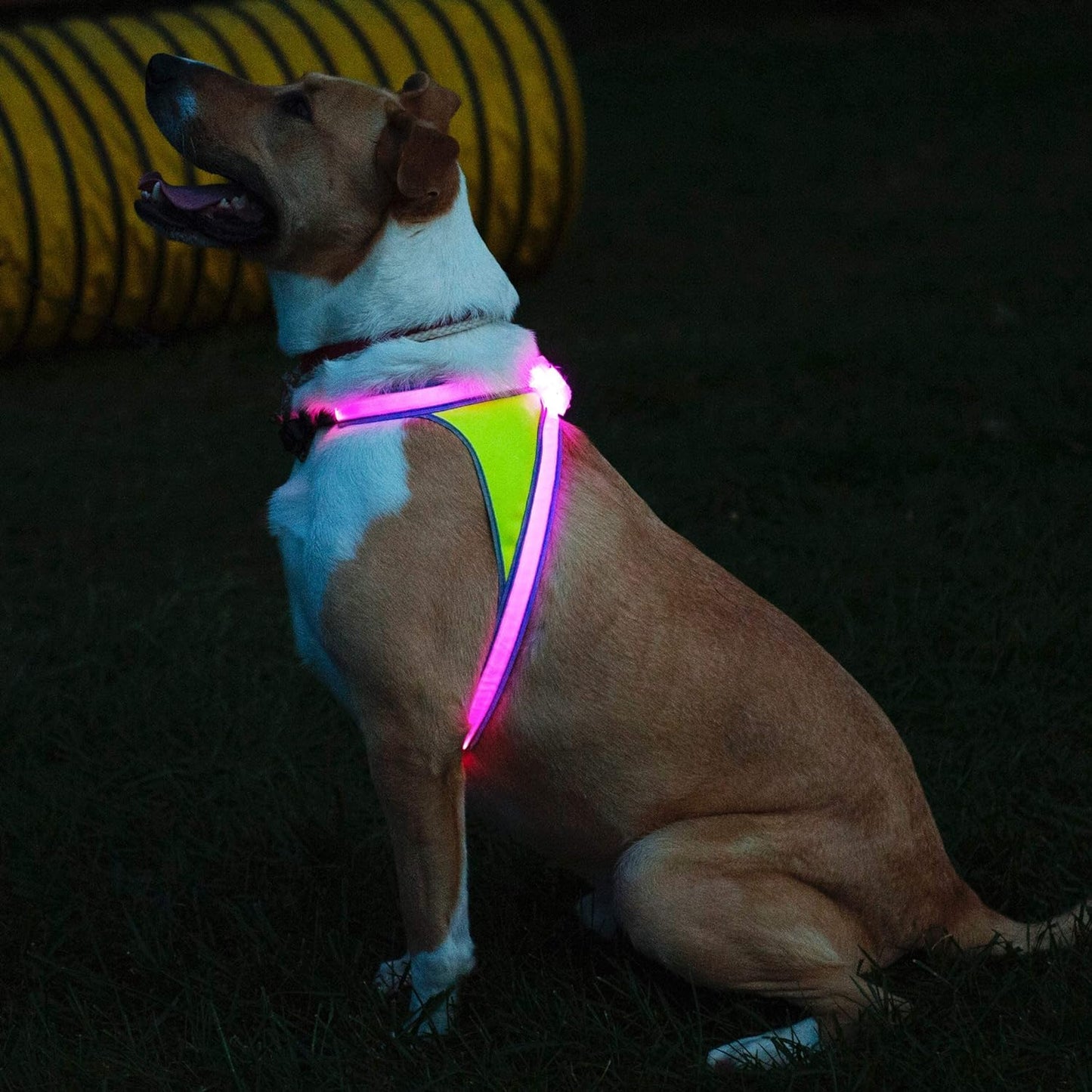 Lighthound – Revolutionary Illuminated and Reflective Harness for Dogs Including Multicolored LED Fiber Optics (USB Rechargeable, Adjustable, Lightweight, Rainproof)