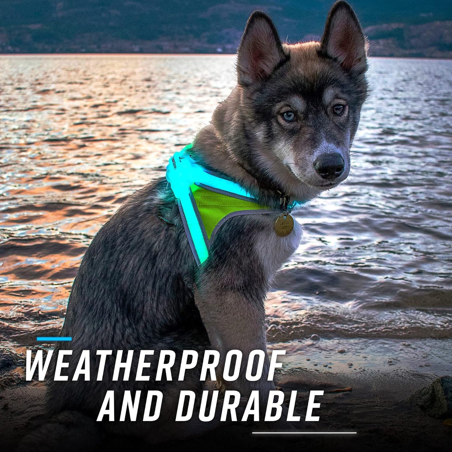 Lighthound – Revolutionary Illuminated and Reflective Harness for Dogs Including Multicolored LED Fiber Optics (USB Rechargeable, Adjustable, Lightweight, Rainproof)