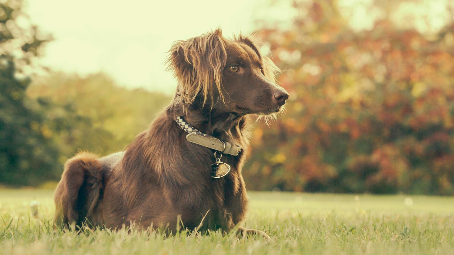 Dog Accessories