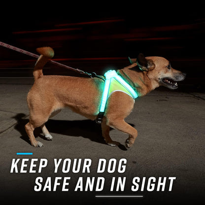 Lighthound – Revolutionary Illuminated and Reflective Harness for Dogs Including Multicolored LED Fiber Optics (USB Rechargeable, Adjustable, Lightweight, Rainproof)